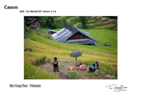 Rice harvest season